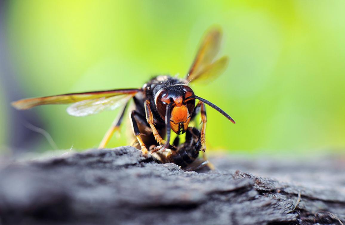 Asian hornet preying on a bee